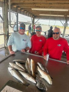 6 spotted redfish and weakfish on fishing trip at Matagorda