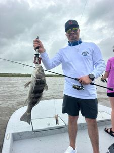 Black drum catch displayed on fishing boat in Matagorda TX waters