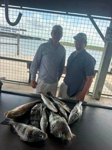 Fresh catch of Black Drum, Sheepshead, Redfish, and Greater Amberjack displayed on cleaning table in Matagorda TX