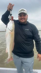 Redfish catch displayed on boat in Matagorda TX waters