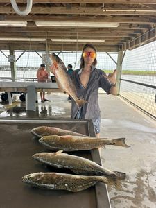 Fresh caught redfish and speckled trout displayed at fish cleaning station in Matagorda TX
