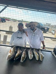 Six black drum fish caught in Matagorda
