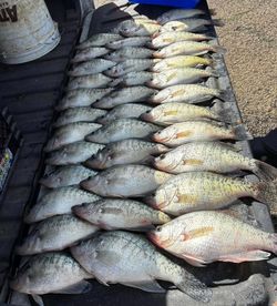 Impressive crappie haul! 🎣 #Fishing