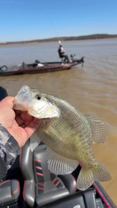 Crappie catch on the water! 🎣