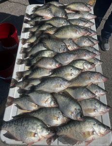 7 white crappie caught while fishing in Cleveland