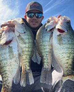 4 white crappie fish caught in Cleveland