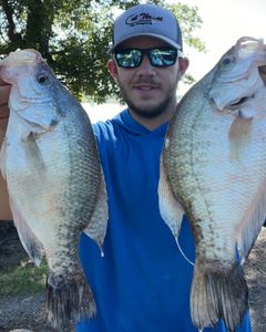 Two white crappie fish caught in Cleveland