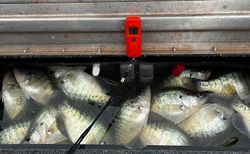 5 crappie fish caught while fishing in Oklahoma
