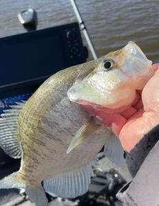 Angler fishing in Cleveland