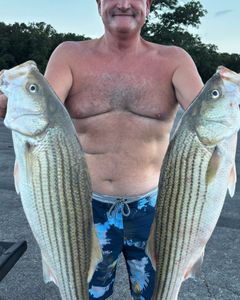 Two striped bass caught by angler in OK