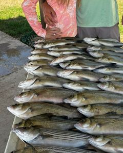 10 striped bass caught while fishing in OK