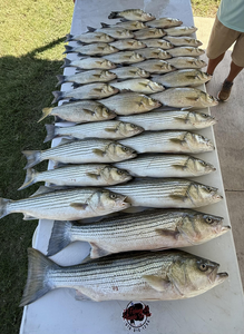 Blasted today with a mixed bag of stripers and white bass!