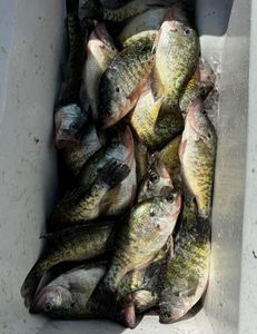 6 fishing catches in the OK location