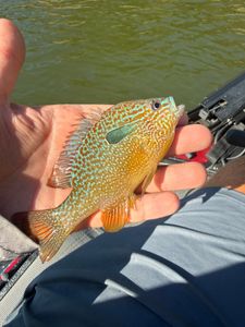 Fisherman with a catch in Cleveland