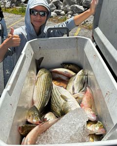 4 fishing rods with 4 fish caught in Cleveland