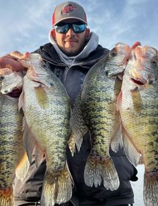 Three white crappie fish caught in OK