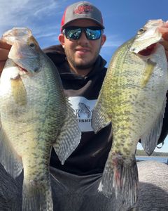 Two white crappie fish caught in Cleveland