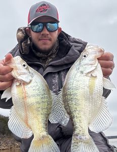 Two white crappie fish caught in OK