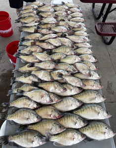 White crappie blasted today while jigging in Cleveland!