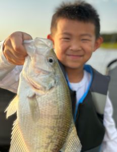 A photograph of a white crappie fish caught in OK.