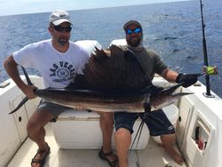 An Atlantic Sailfish caught while fishing in FL.