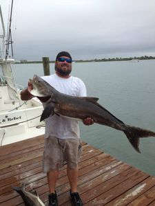 Two cobia fish caught while fishing in New Smyrna Beach