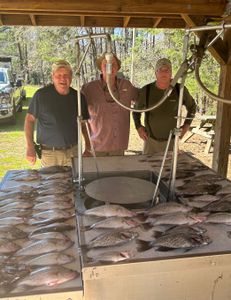 Scaling Odds Crappie 