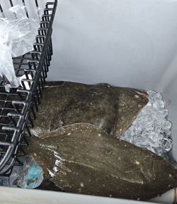 A Summer Flounder fish caught while fishing in Longport