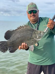 Caught this Tripletail from Corpus Christi, TX