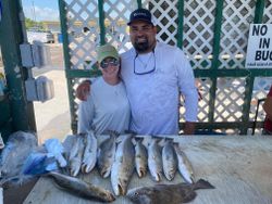 7 black drum fish caught in Corpus Christi