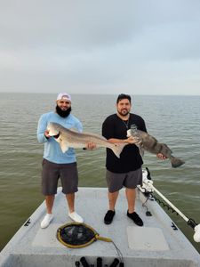 Two redfish and black drum caught in TX