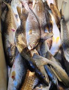 Catching Speckled Trout in style.