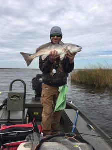 Chasing Redfish in the marsh.