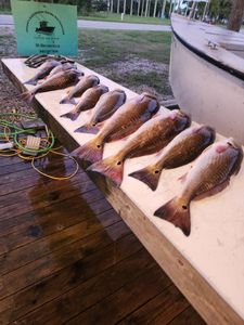 Four fish caught while fishing in LA