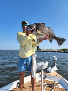 Huge black drum fish caught in LA