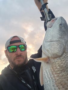 A single redfish, 15 inches long, caught while fishing in LA