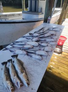 Two spotted weakfish caught in LA