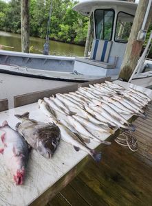 Three black drum fish caught in Hopedale
