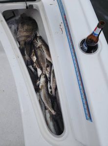 Three spotted weakfish caught while fishing in LA