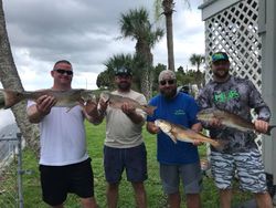 4 redfish, 24 inches each, caught while fishing in Spring Hill