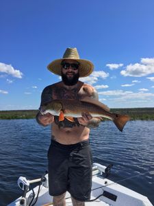 A single, large redfish caught in Spring Hill