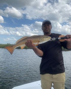 Redfish caught by angler in Spring Hill