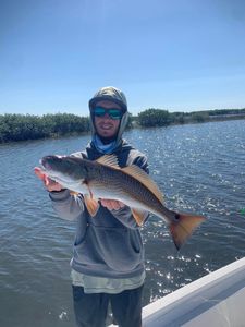 A fisherman holds a large redfish caught in Spring Hill