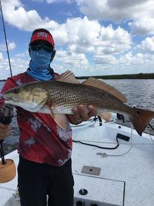 Redfish caught during a fishing trip in Spring Hill