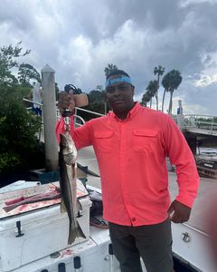 Snook fish caught while fishing in FL
