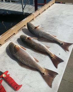 Two fish caught in FL during fishing outing