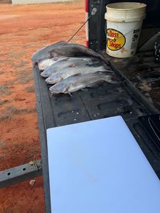 A good day for catfish