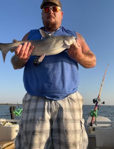 Fish-Species