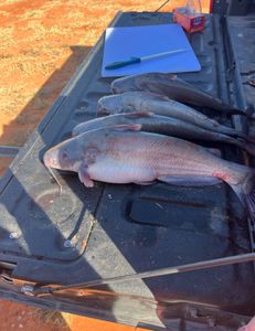Fish-Species