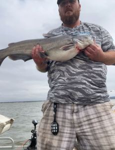 Fish-Species
